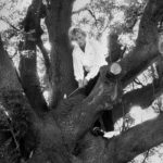 The iconic image of Bernhard Langer playing his 3rd shot from a tree during the 1981 Benson & Hedges International Open