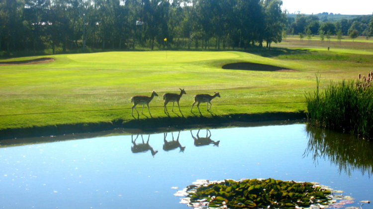 A view of the 16th, by kind permission of Belton Park Golf Club