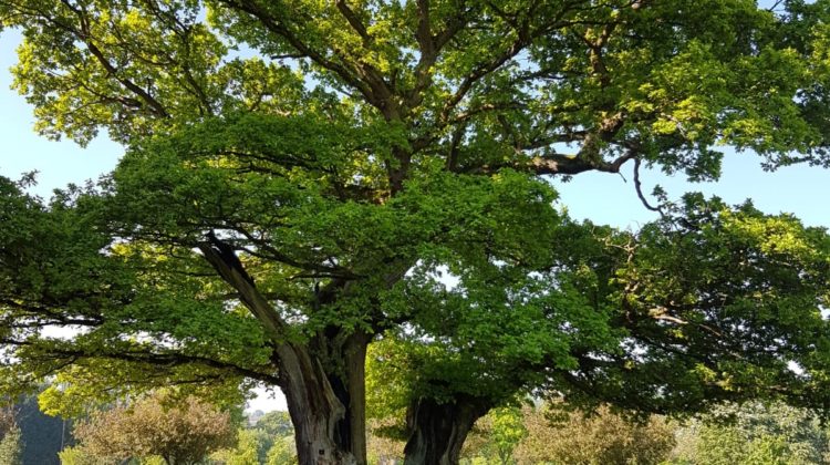 Lepers Oak, by kind permission of Hexham Golf Club