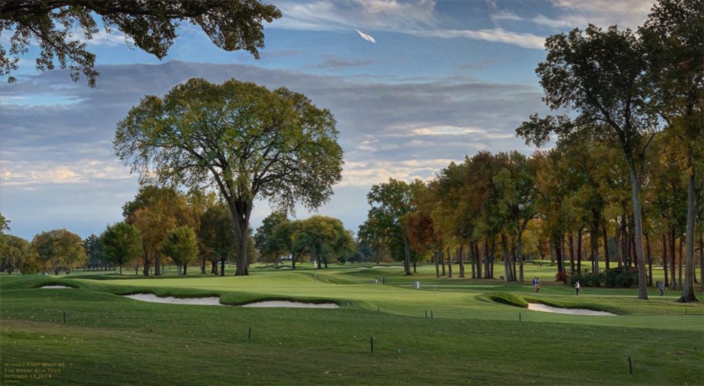 A view of the Great Elm Tree behind the 5th Green on the West Course, by kind permission of Neil Regan (Historian at Winged Foot Golf Club)