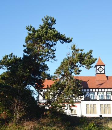 Photograph of the Hitler Tree set against a backdrop of the Clubhouse, by kind permission of Hesketh Golf Club